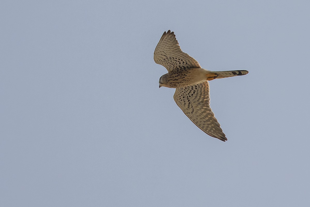 Eurasian Kestrel - ML612988409