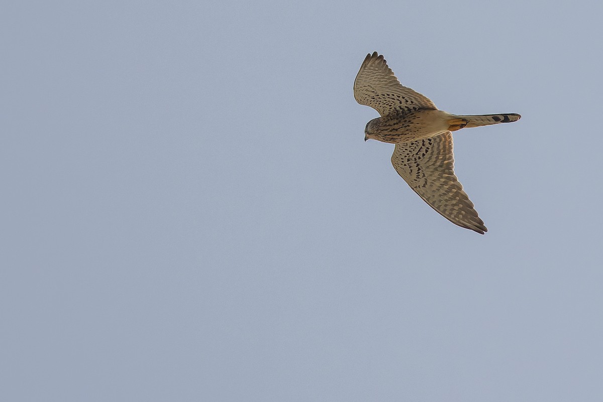 Eurasian Kestrel - ML612988410