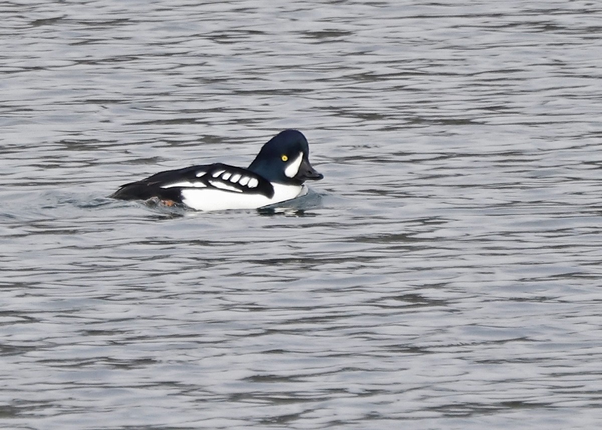 Barrow's Goldeneye - Ken Pride