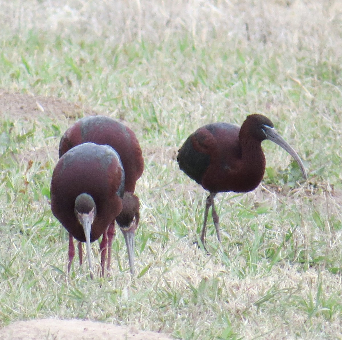 Glossy Ibis - ML612988499