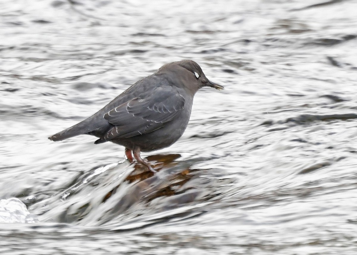 American Dipper - ML612988502