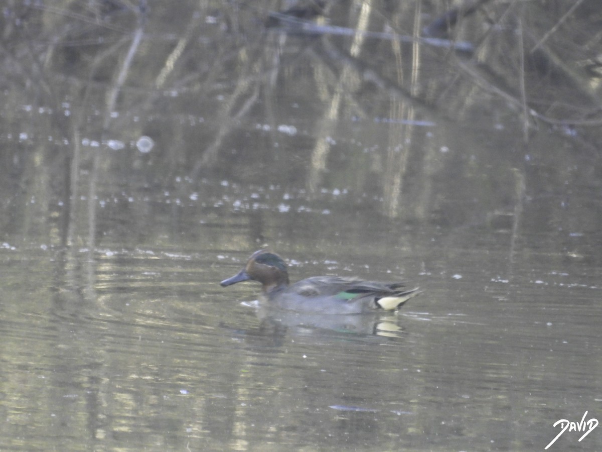 Green-winged Teal - ML612988504