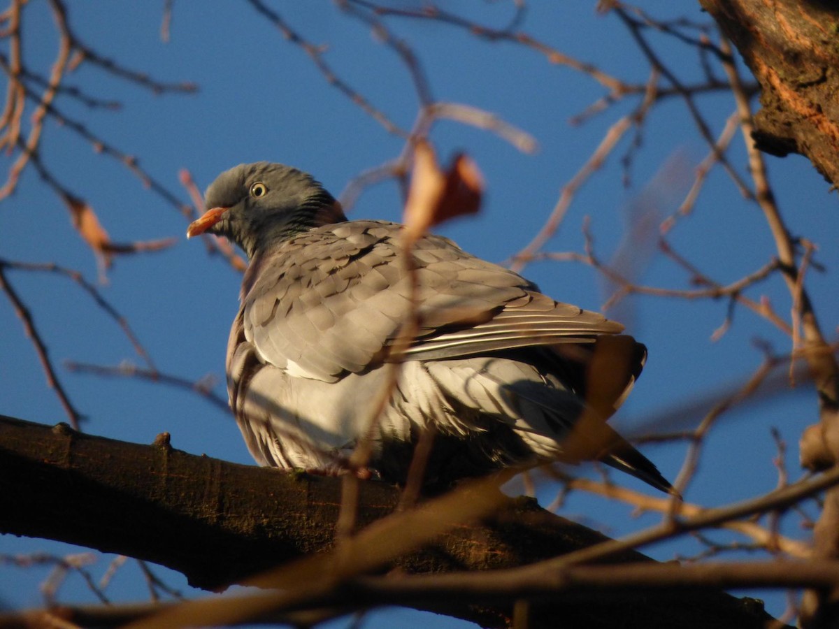 Common Wood-Pigeon - ML612988589
