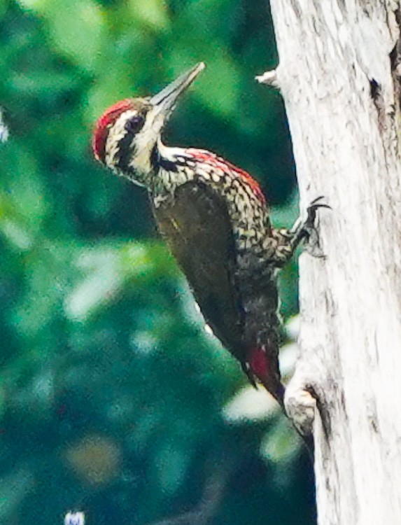 Fire-bellied Woodpecker - ML612988607