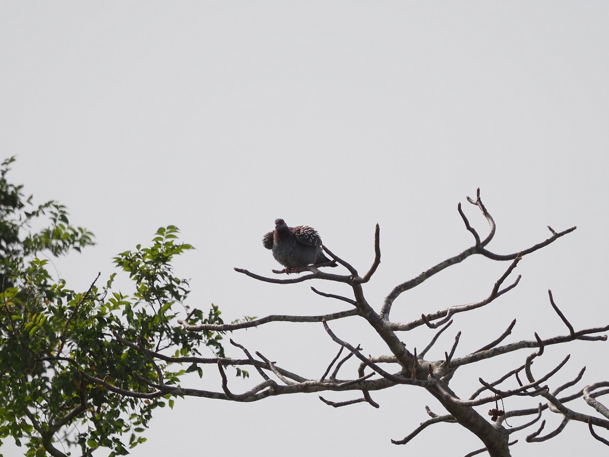 Speckled Pigeon - ML612988611