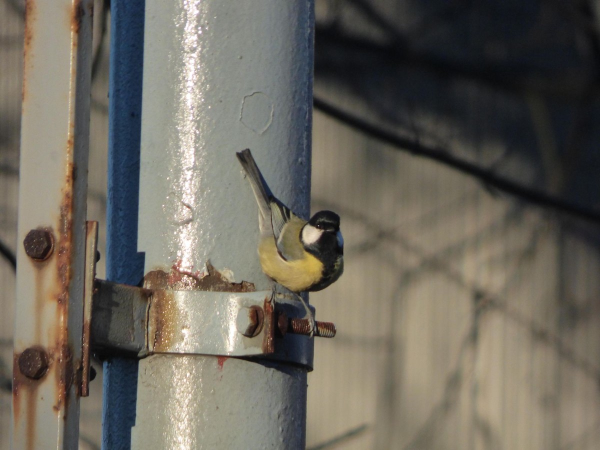 Great Tit - ML612988623