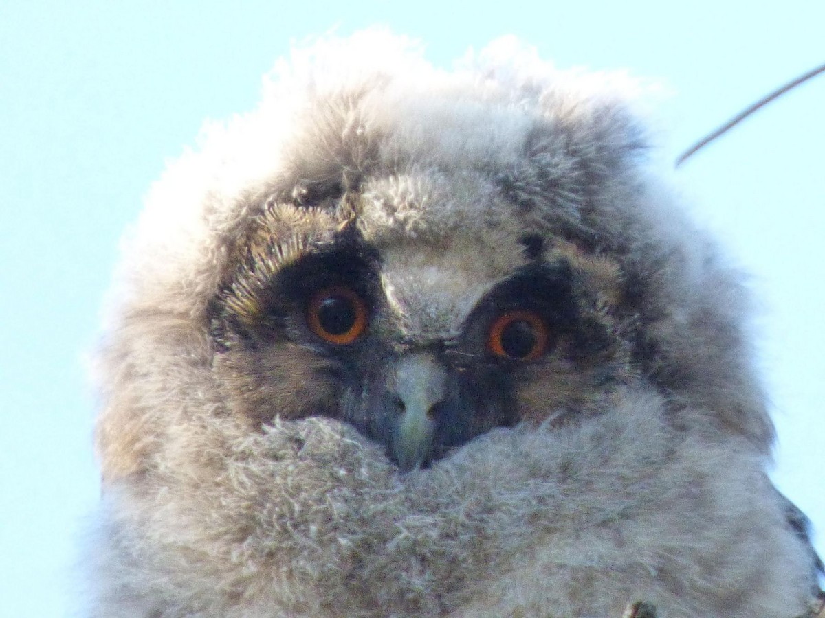 Long-eared Owl - ML612988638