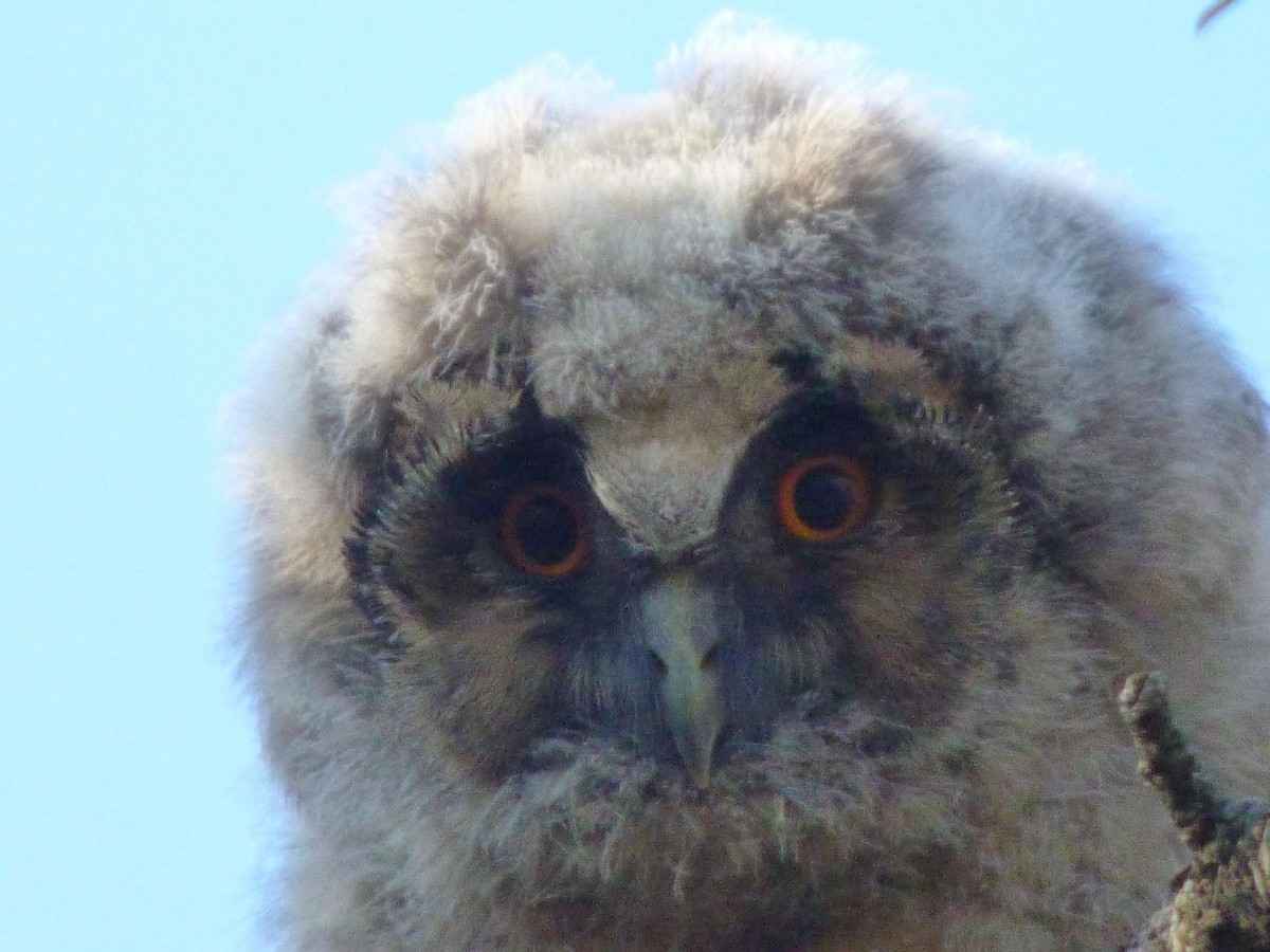 Long-eared Owl - ML612988639