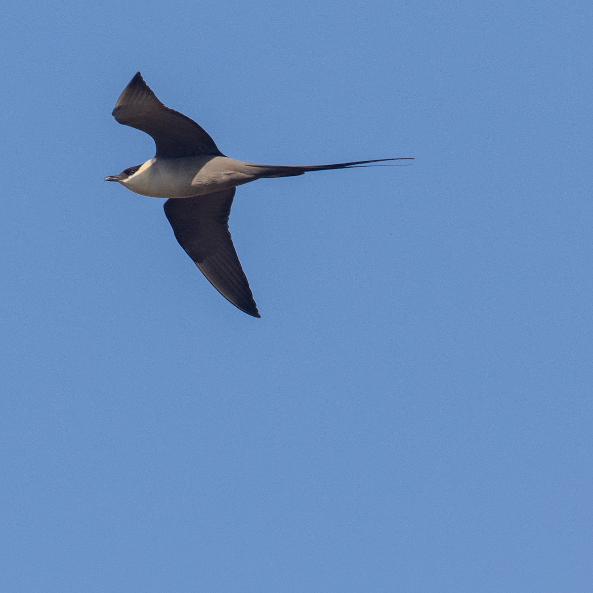 Long-tailed Jaeger - Werner Suter