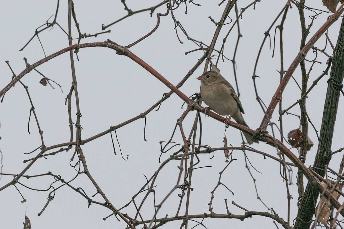 Field Sparrow - Marvin Steinback