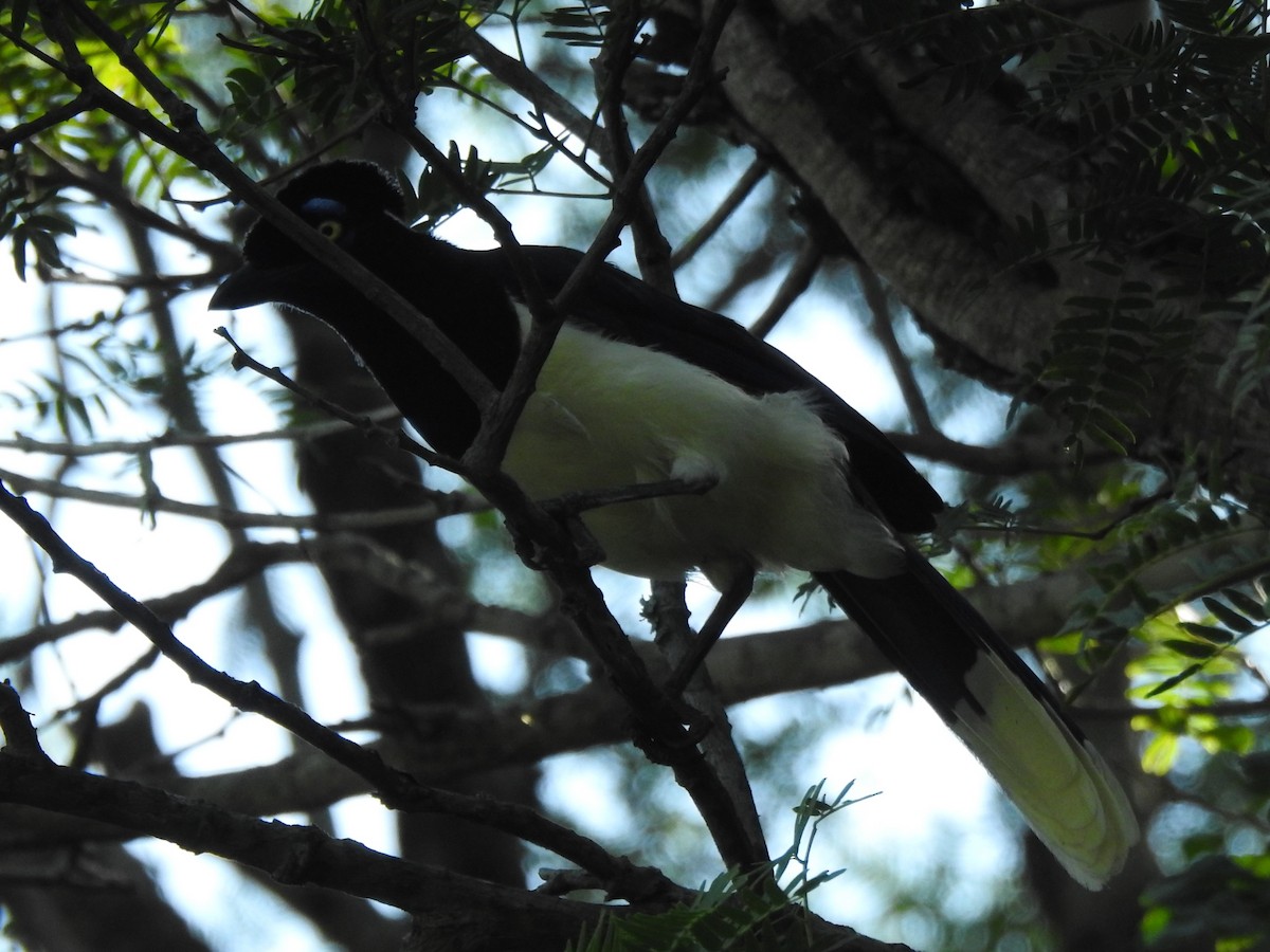 Plush-crested Jay - Patricio Ramírez Llorens