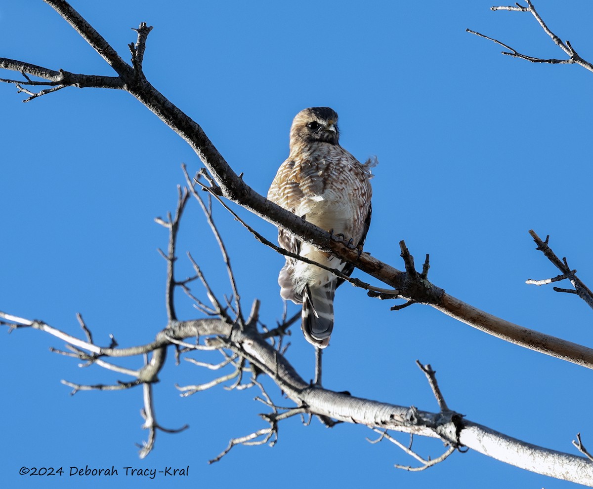 Red-shouldered Hawk - ML612988737