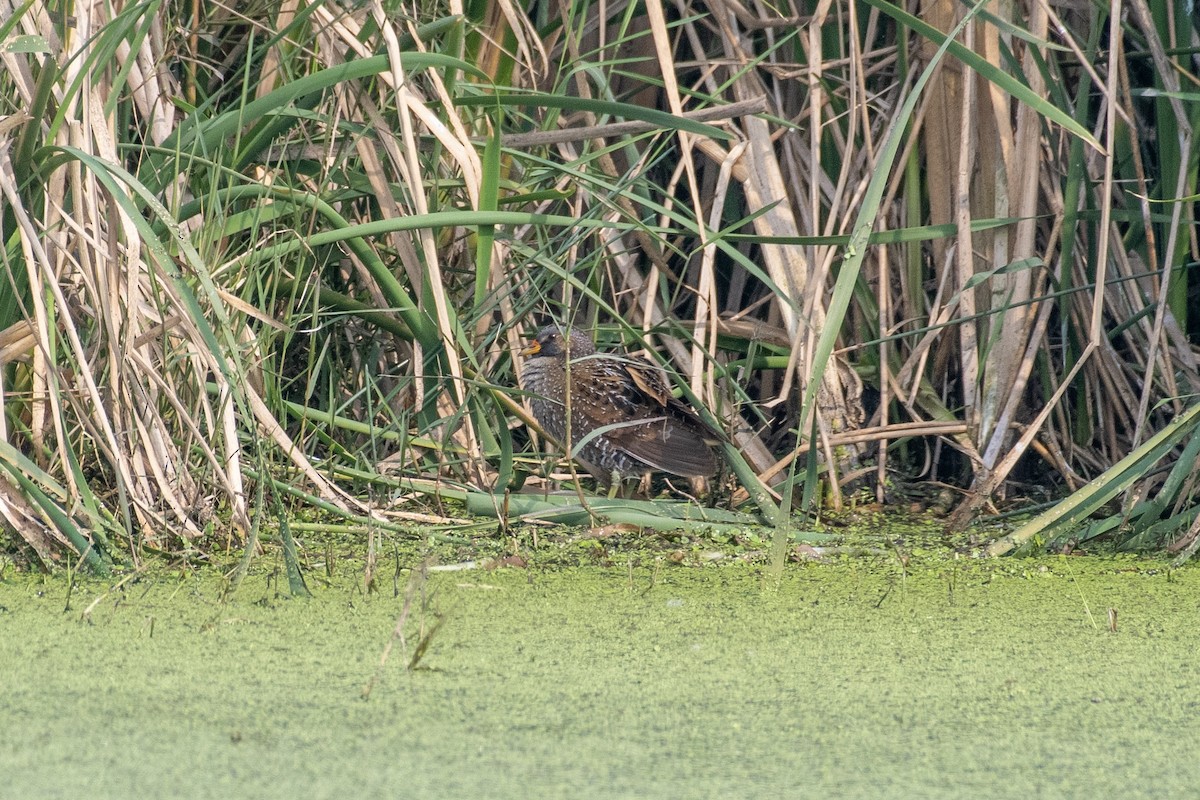 Spotted Crake - ML612988775