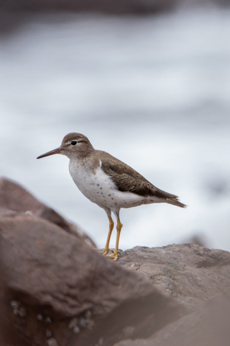 Spotted Sandpiper - ML612988783