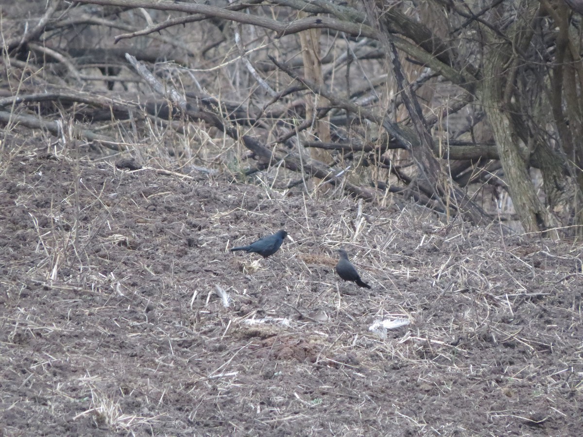 Brewer's Blackbird - ML612988926