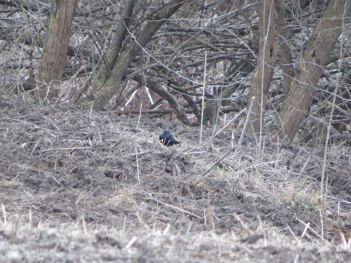 Brewer's Blackbird - ML612988958