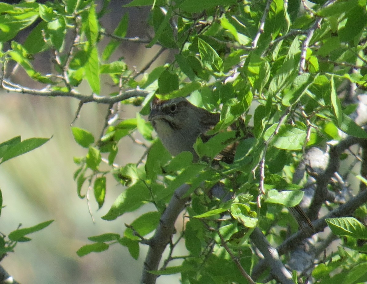 Rufous-crowned Sparrow - ML612988968