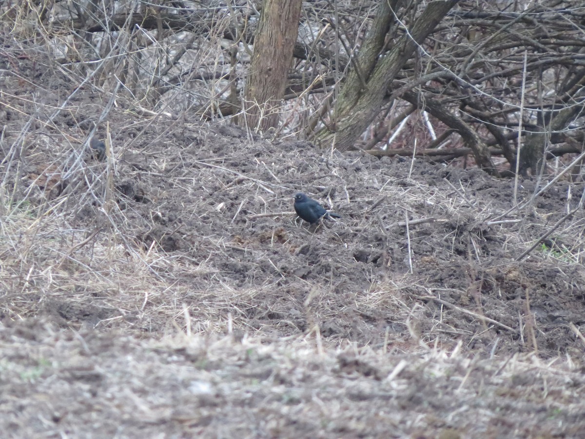 Brewer's Blackbird - ML612988971