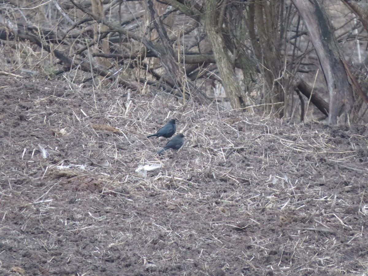 Brewer's Blackbird - ML612989009