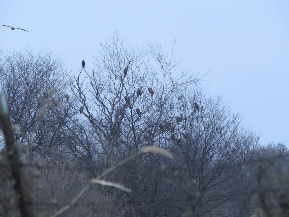 orel bělohlavý - ML612989024