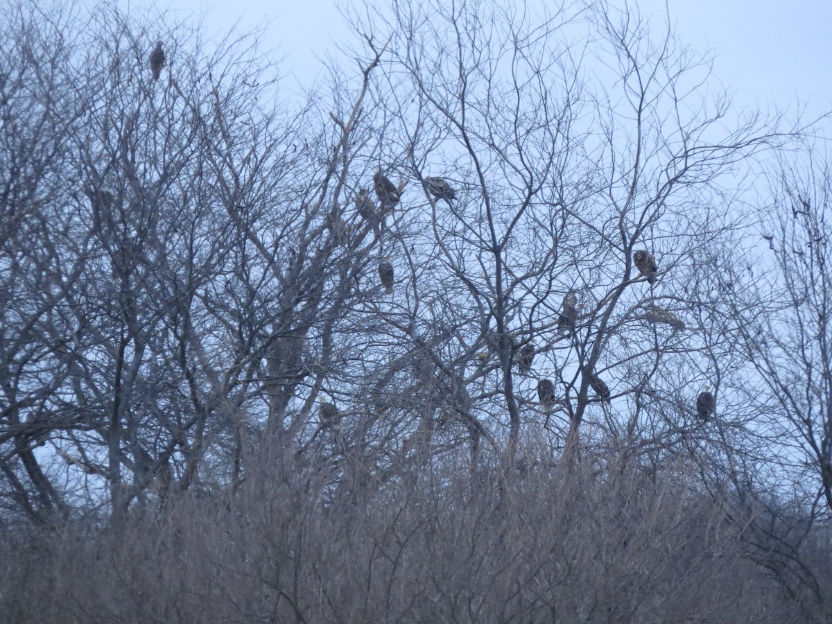 orel bělohlavý - ML612989026