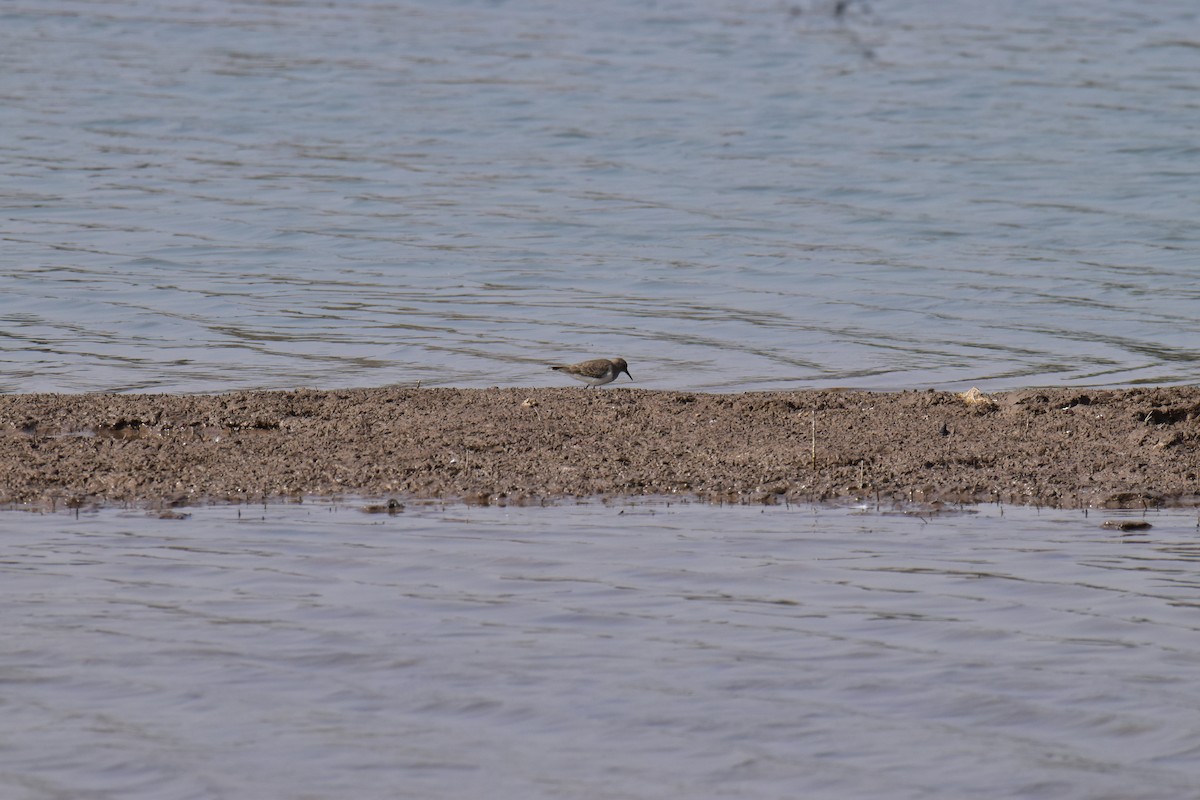 Common Sandpiper - ML612989043