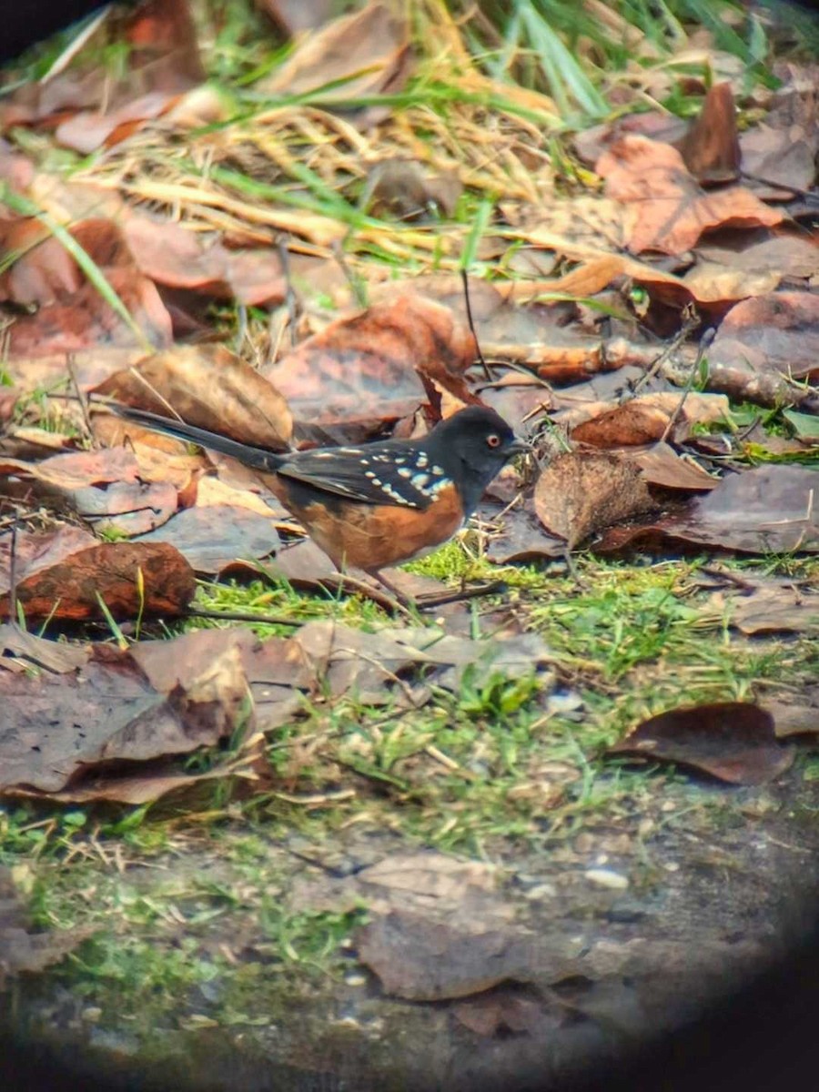 Spotted Towhee - ML612989044