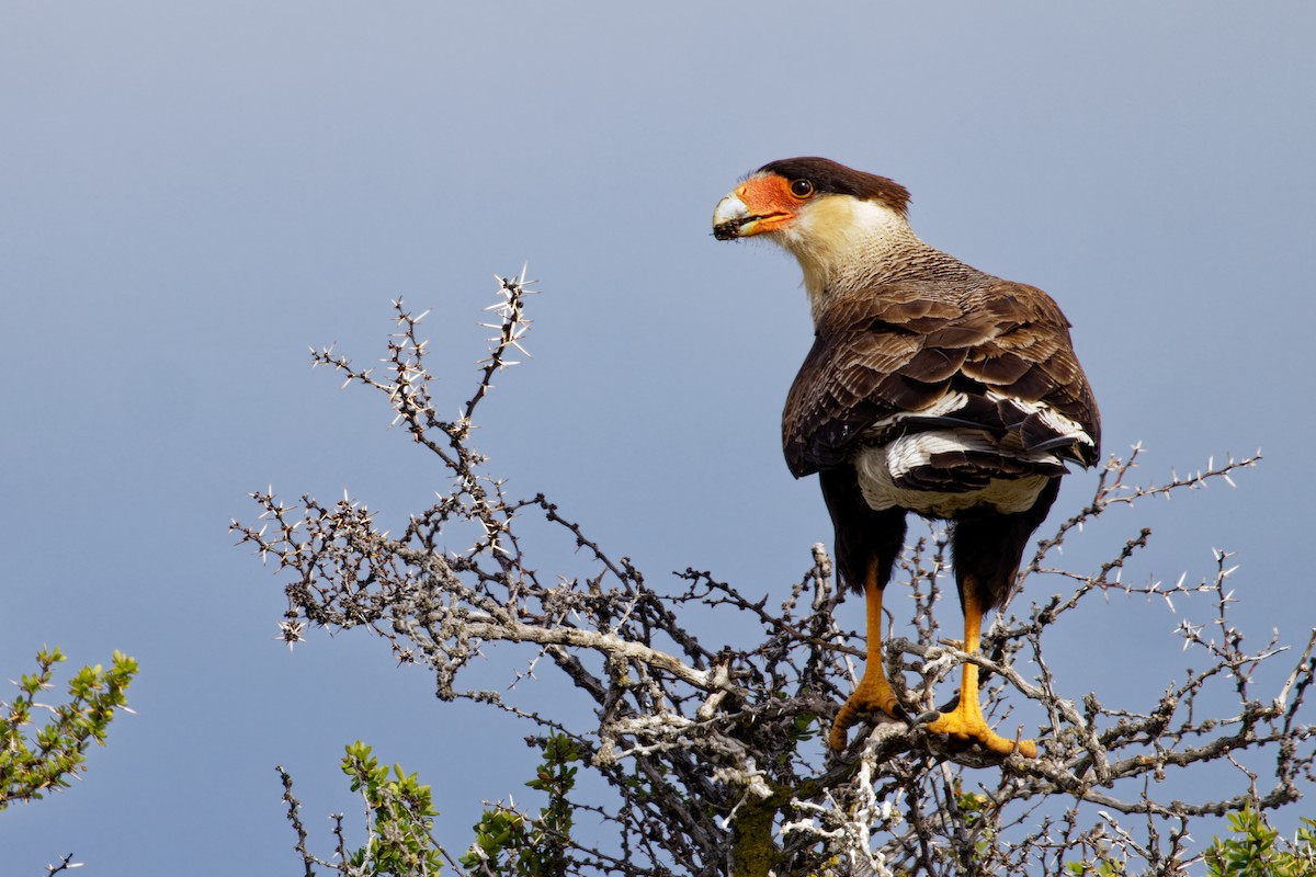 Crested Caracara - Marie-Pierre Rainville