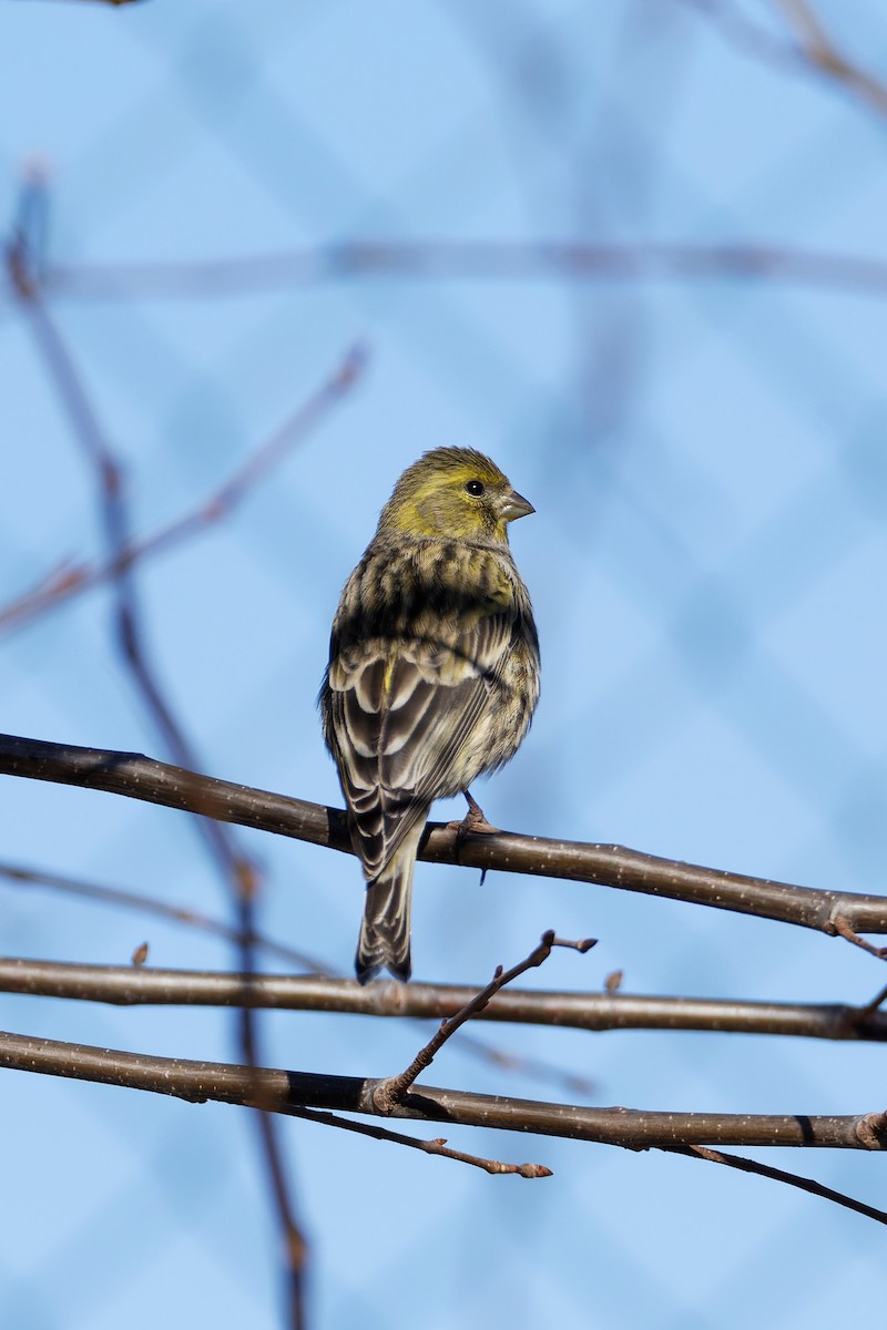 European Serin - ML612989062