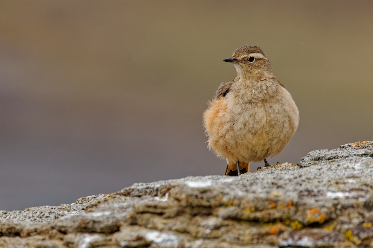 Short-billed Miner - ML612989077