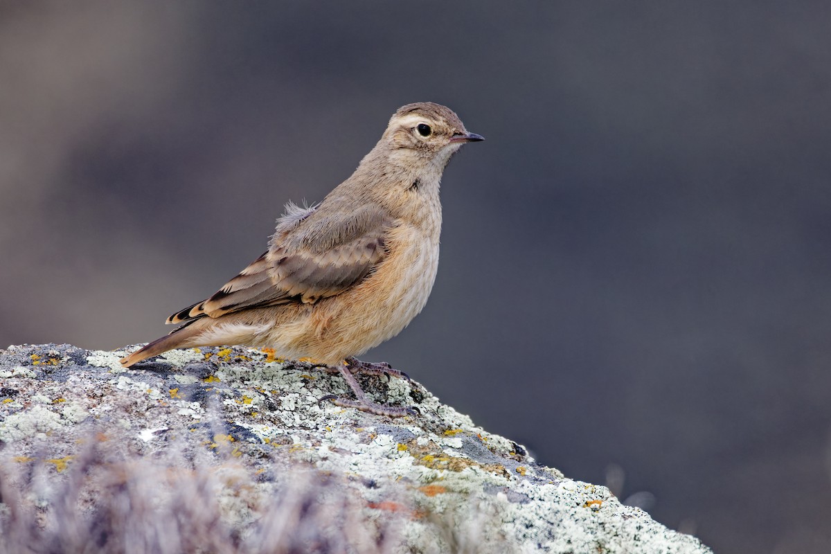 Short-billed Miner - ML612989078