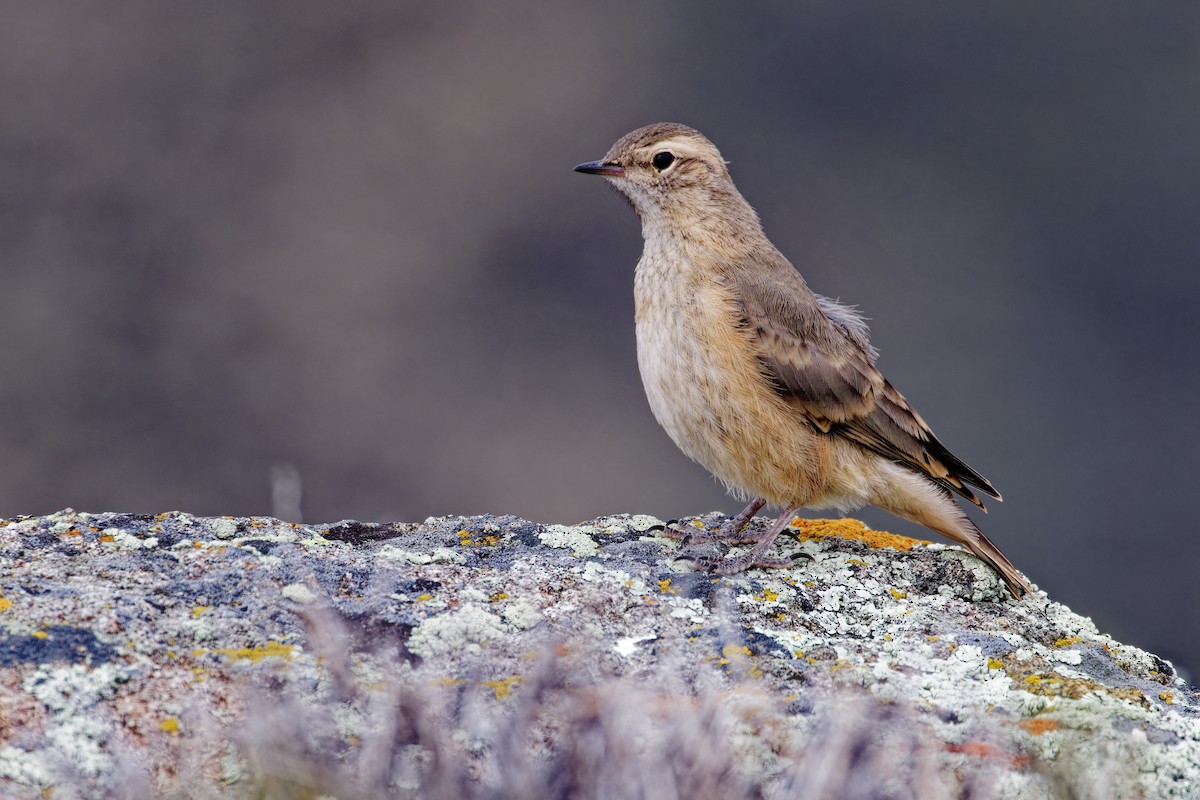 Short-billed Miner - ML612989079