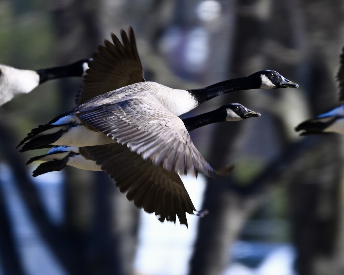 Canada Goose - ML612989163