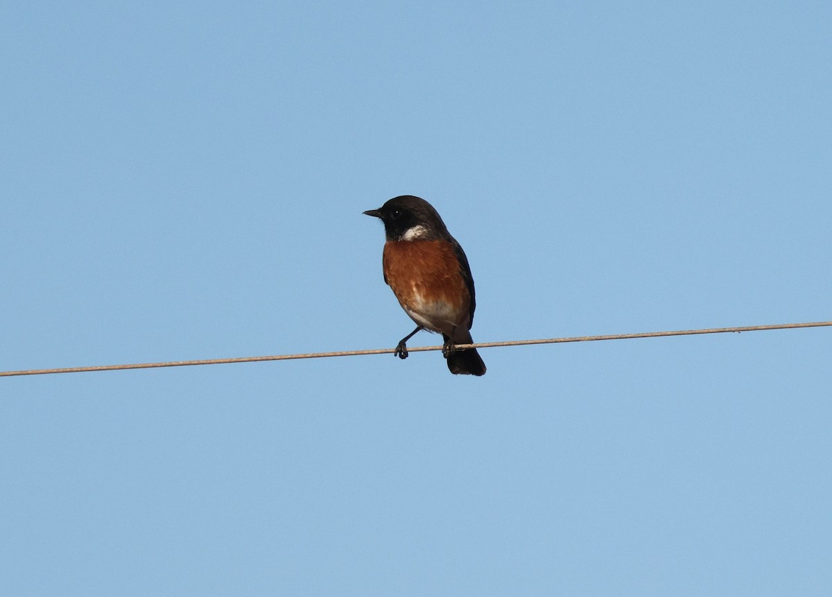 African Stonechat - ML612989223