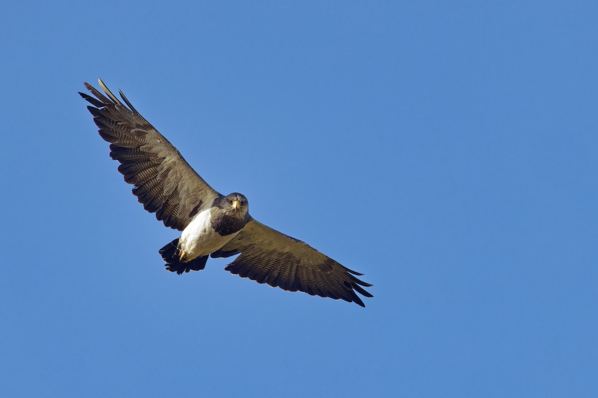 Black-chested Buzzard-Eagle - Marie-Pierre Rainville