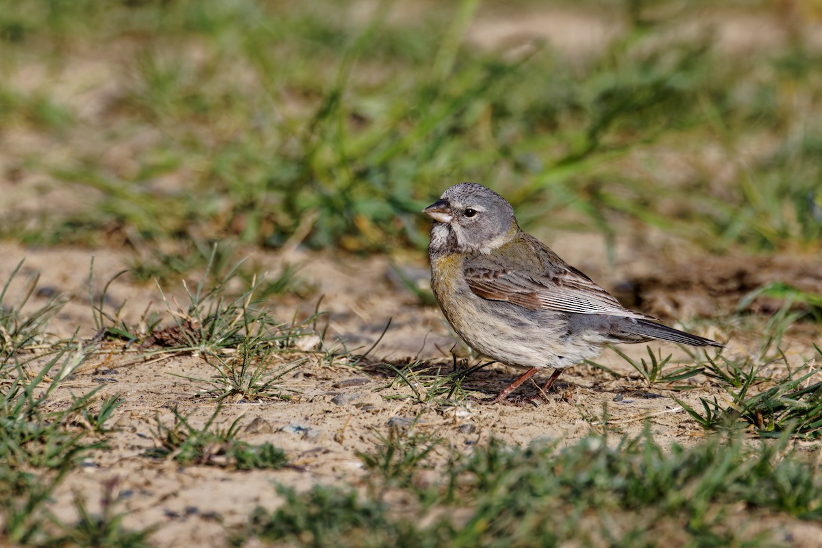 Gray-hooded Sierra Finch - ML612989320