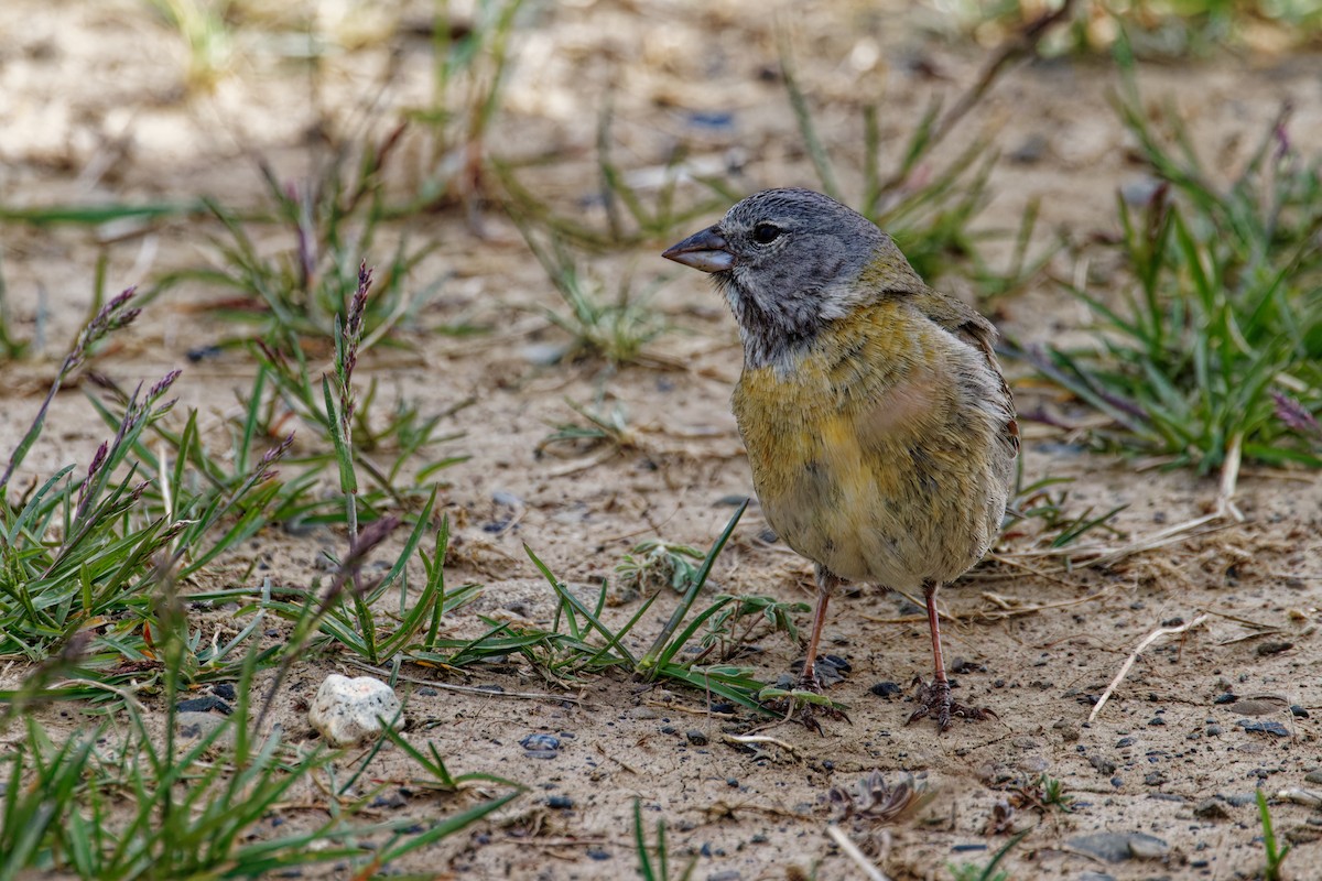 Gray-hooded Sierra Finch - ML612989321