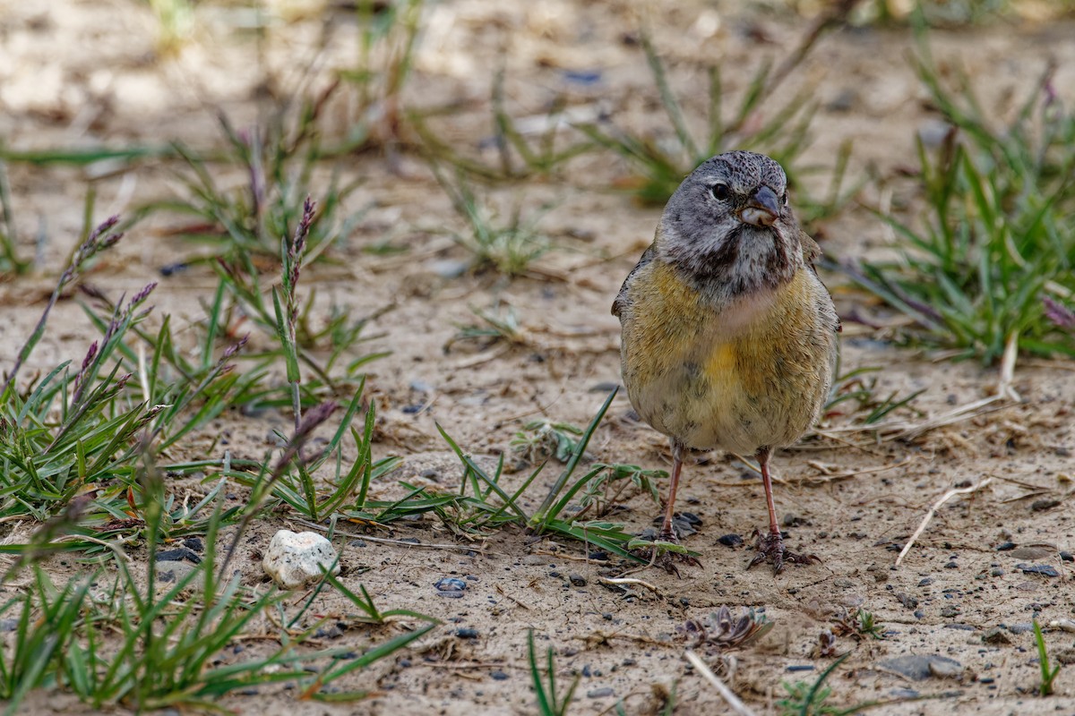 Gray-hooded Sierra Finch - Marie-Pierre Rainville