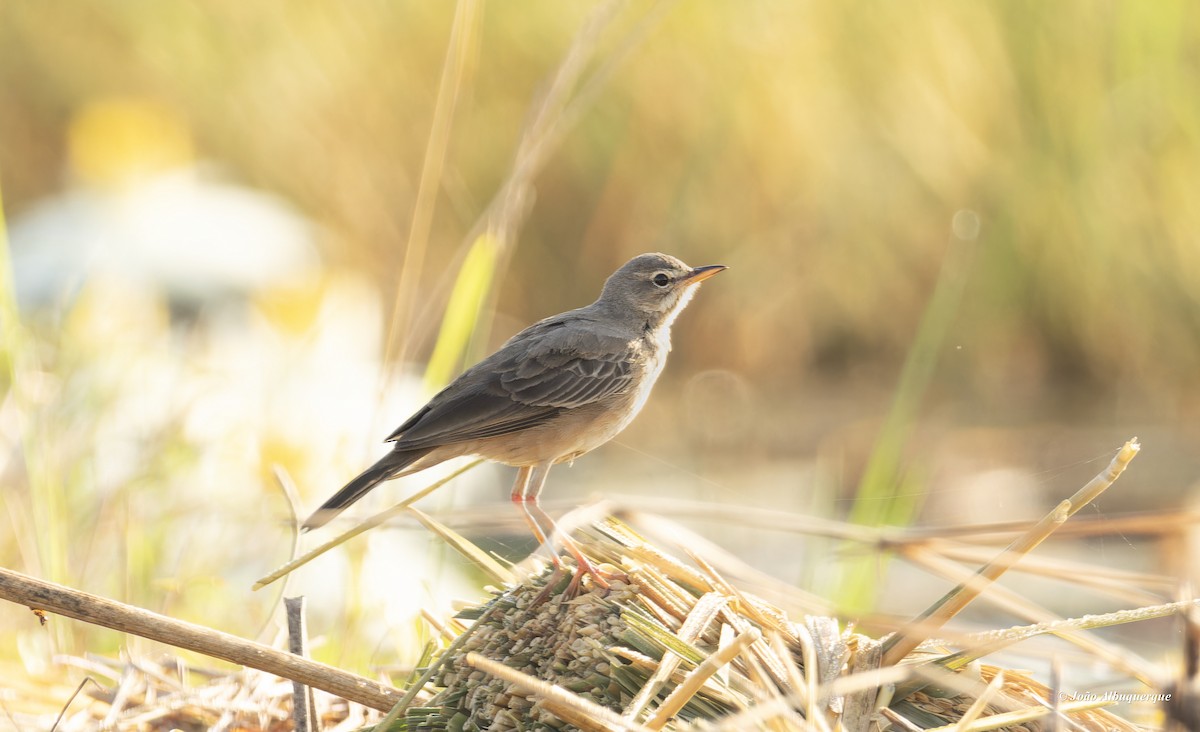 Plain-backed Pipit - ML612989356