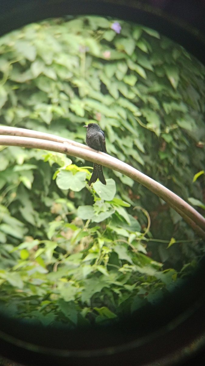 Fork-tailed Drongo-Cuckoo - ML612989434