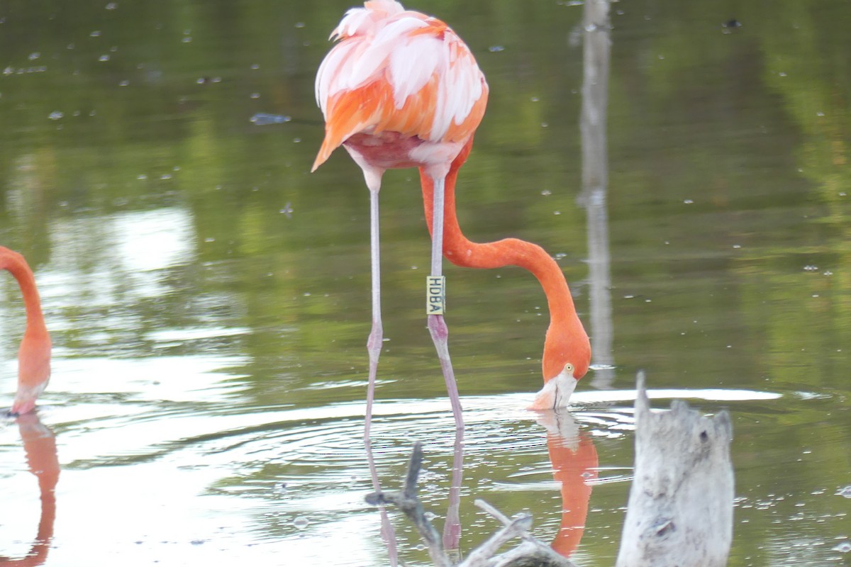 Amerika Flamingosu - ML612989553