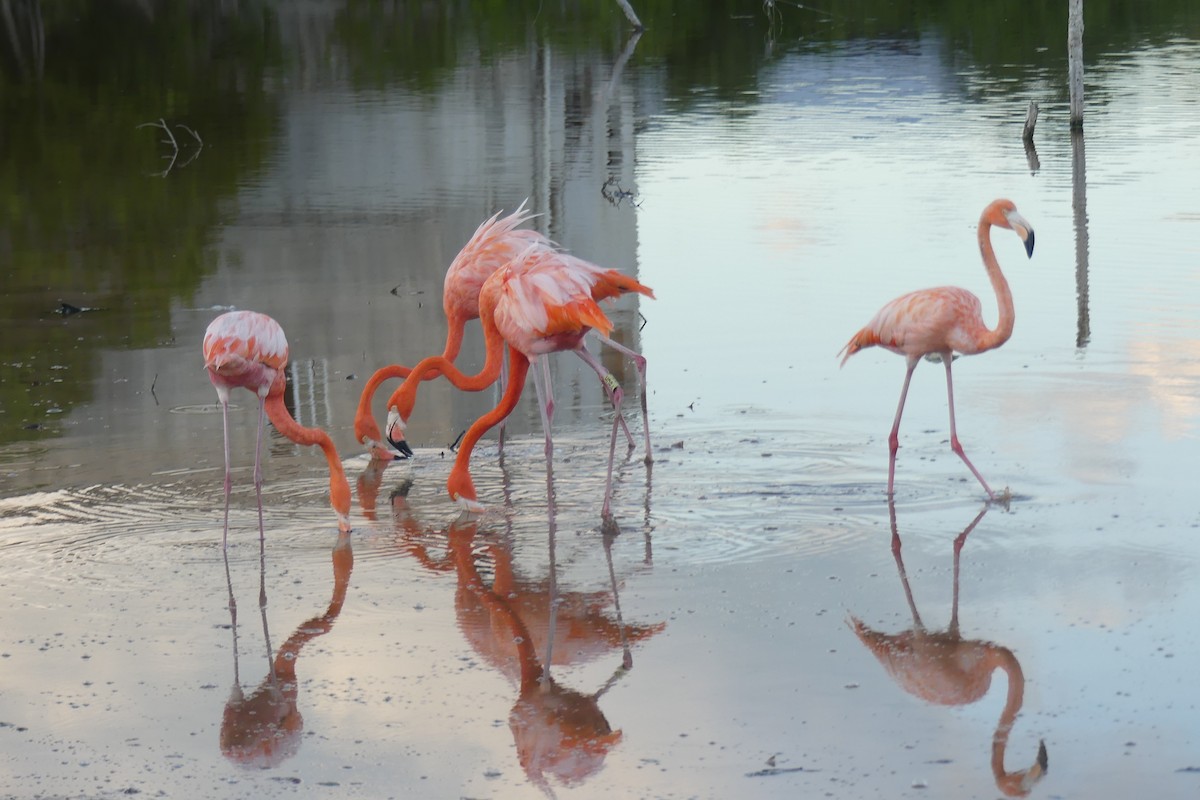 American Flamingo - ML612989554