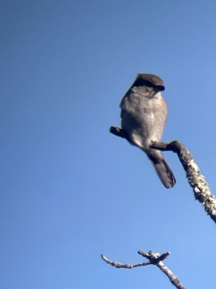 Northern Shrike - Anne Swaim