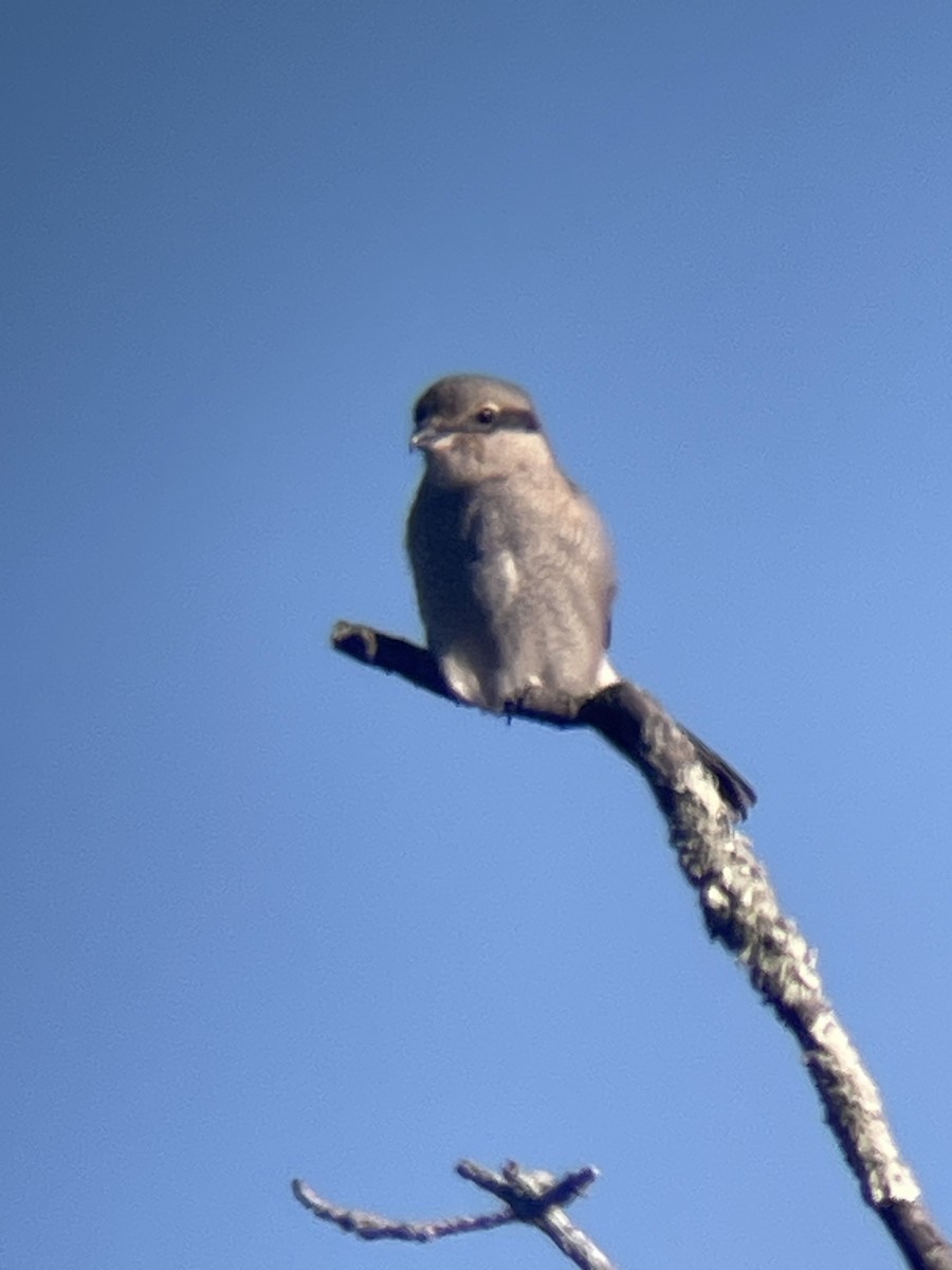 Northern Shrike - Anne Swaim