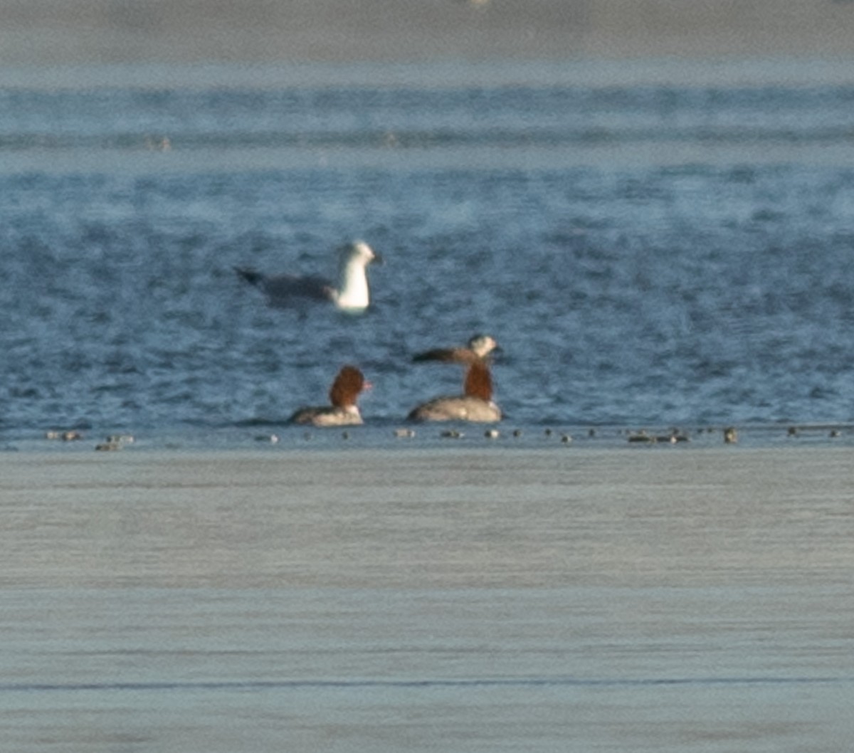 Long-tailed Duck - Ethan Cleveland