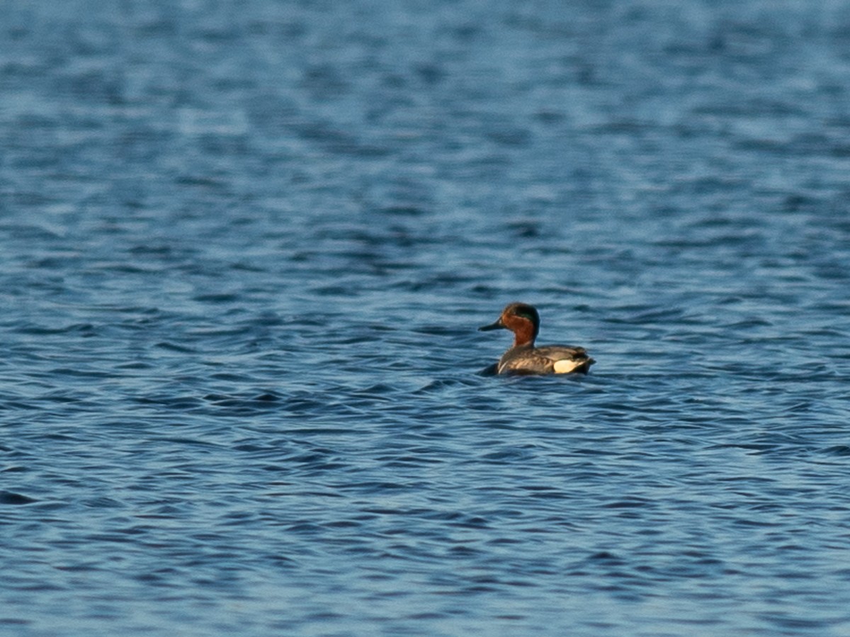 Green-winged Teal - Ethan Cleveland