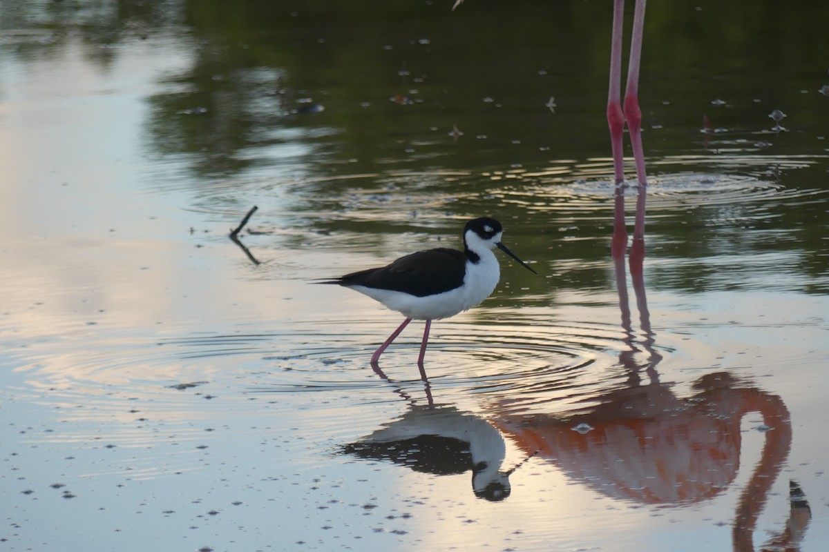 Black-necked Stilt - Riley Place