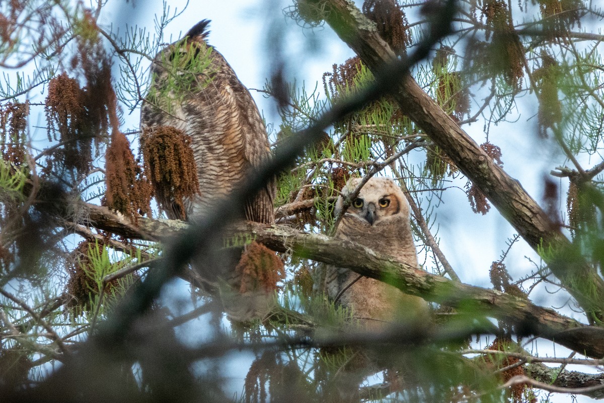 Great Horned Owl - ML612989641