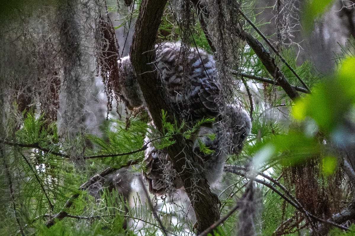 Barred Owl - ML612989643