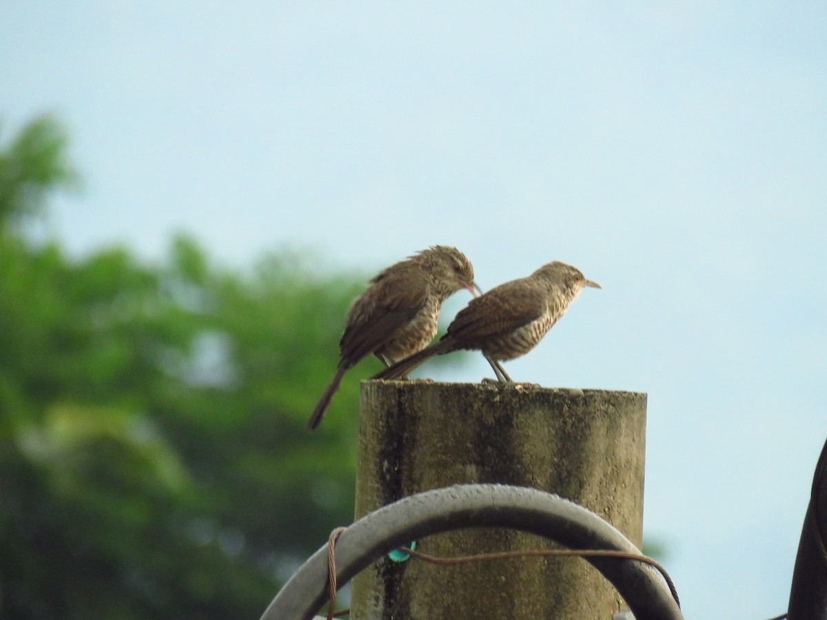 Thrush-like Wren - Oswaldo Cortes Bogota Birding